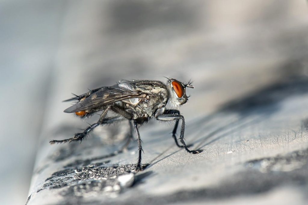 Magnetische hordeur met automatisch sluitende magneten aan de randen, perfect voor een insectvrije zomer