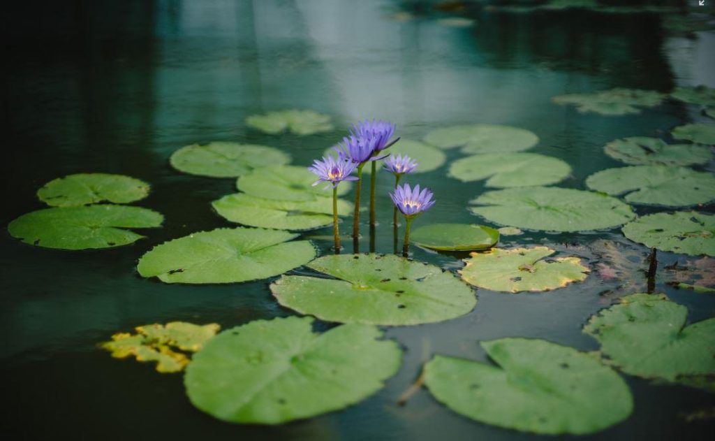 Vijverwinkel in Vlaams-Brabant met inspiratie voor waterpartijen en vijveraccessoires